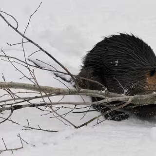 L'impact des castors n'est pas positif partout, surtout dans les régions les plus froides. © Terry, Adobe Stock